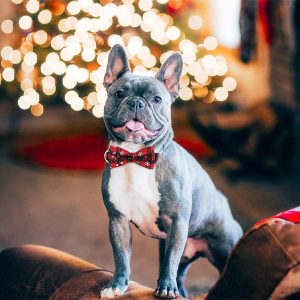 Festlig Snefnug Hundehalsbånd | DOGICOLLAR